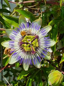 Annelies 01 Passiebloem met bij